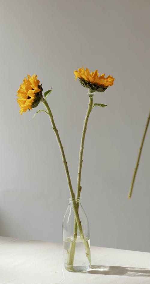 Sunflowers In A Glass Jar