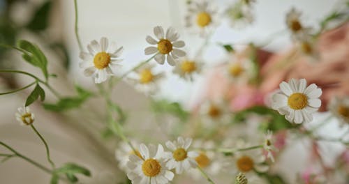 Chamomile Flower Bearing Plants In The Garden