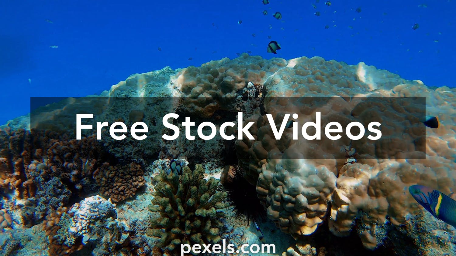 1,951 Coral Reef Vertical Stock Video Footage - 4K and HD Video Clips