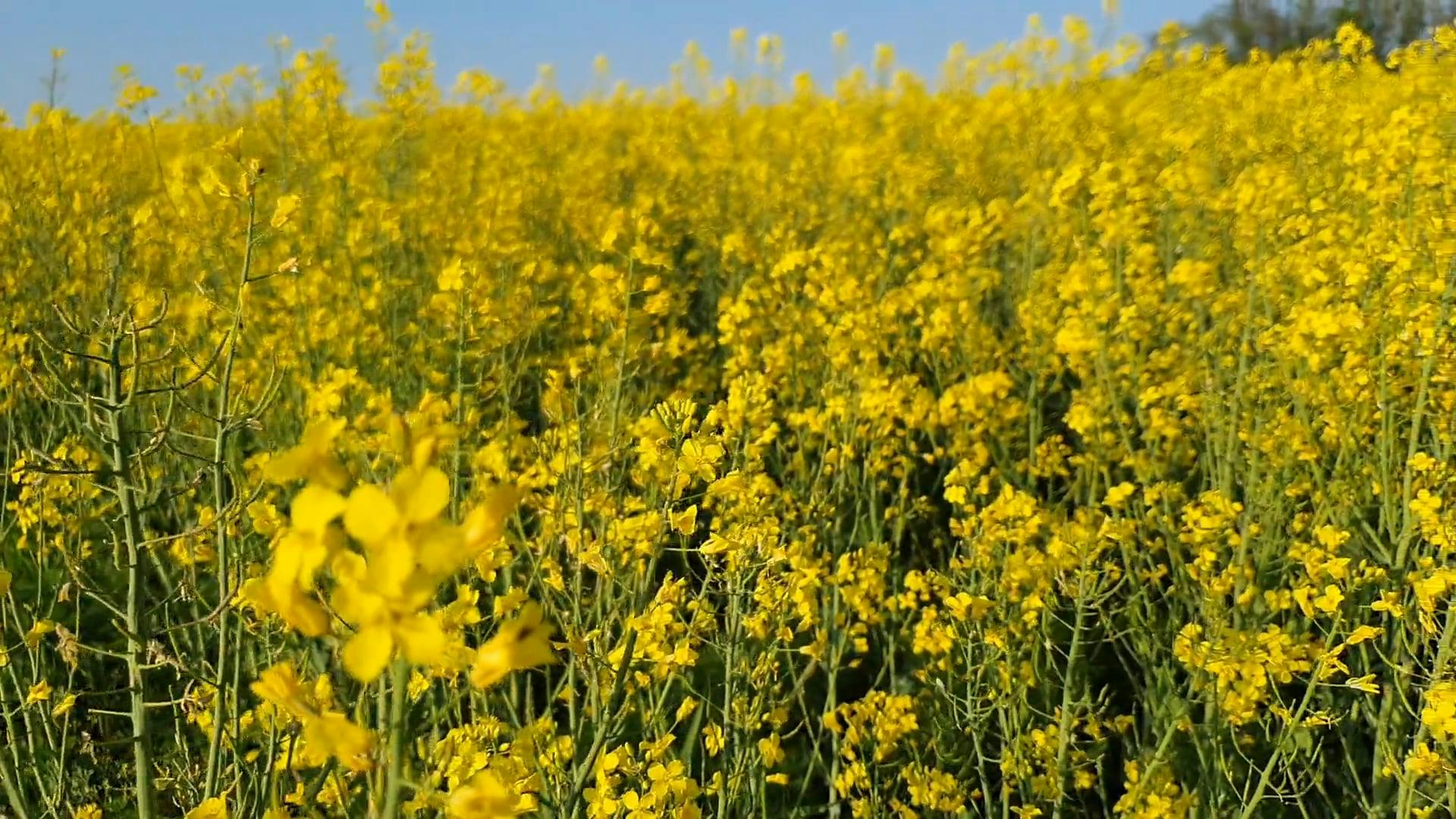 Farming A Field Of Yellow Flowers · Free Stock Video