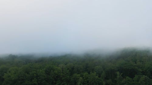 Thick Fog Covering A Dense Forest