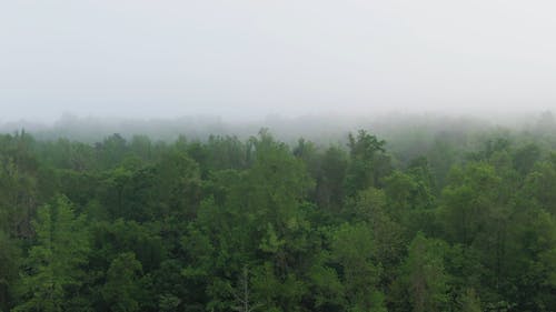 Drone Footage Of A Forest In The Morning