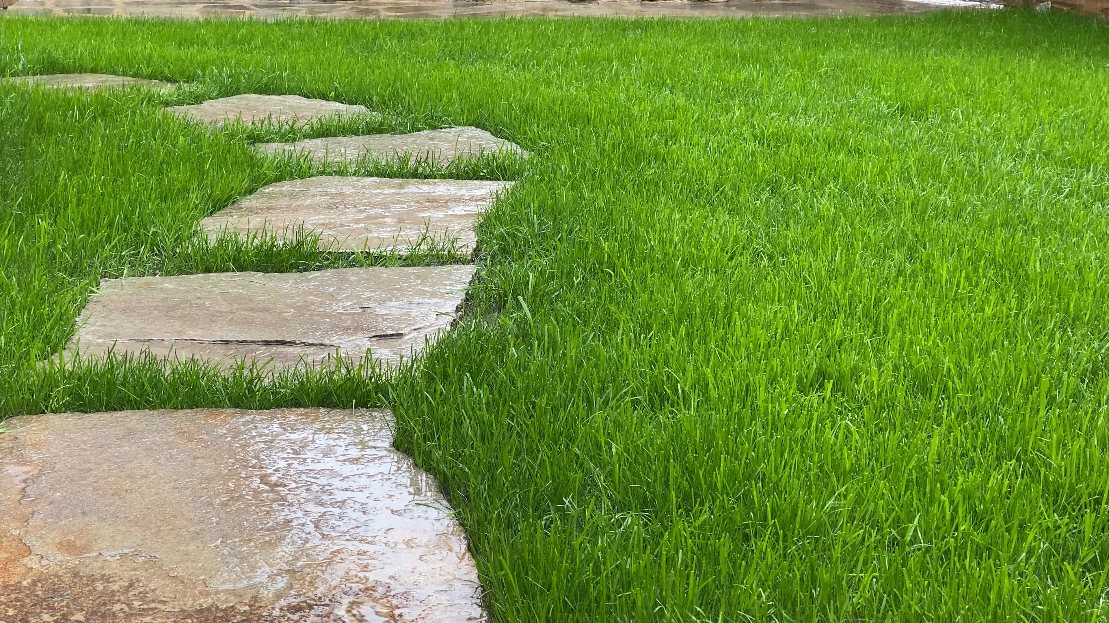 Close-Up Shot of Raindrops in the Yard Free Stock Video Footage ...