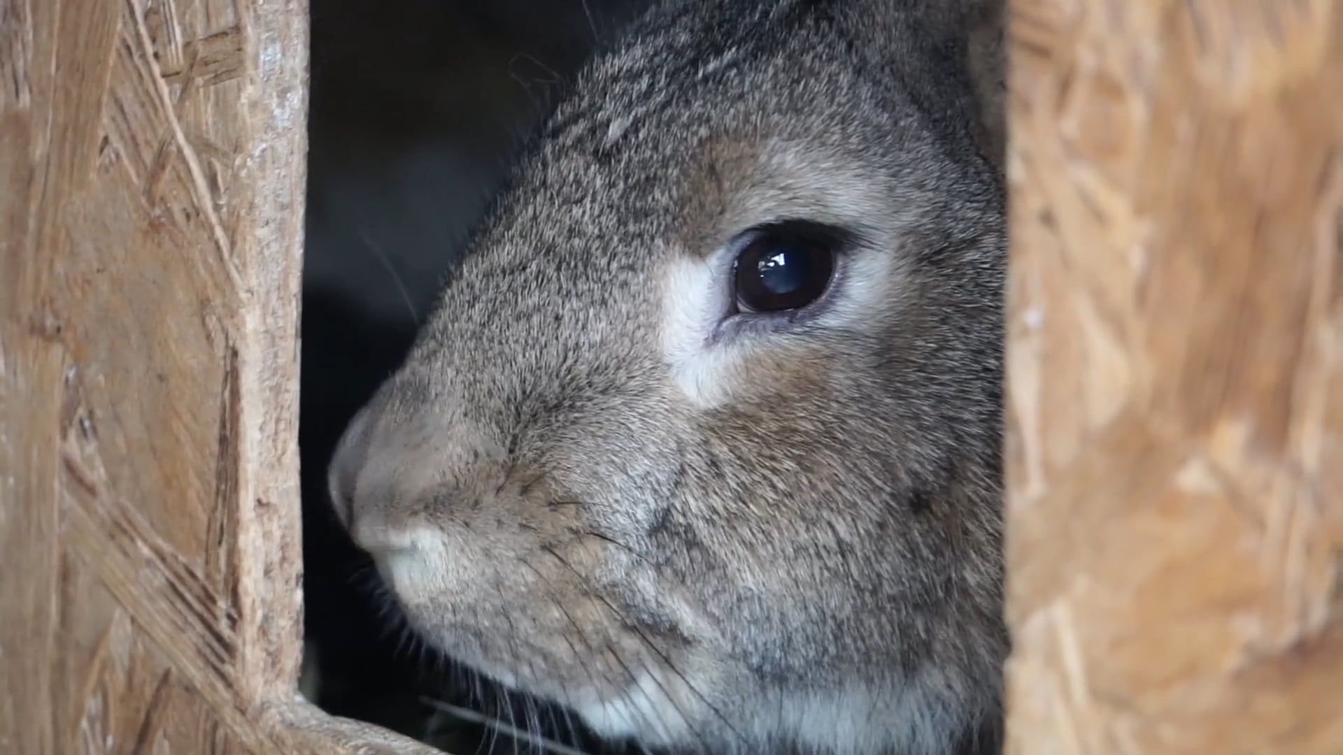 Family Of Rabbits Videos, Download The BEST Free 4k Stock Video Footage ...