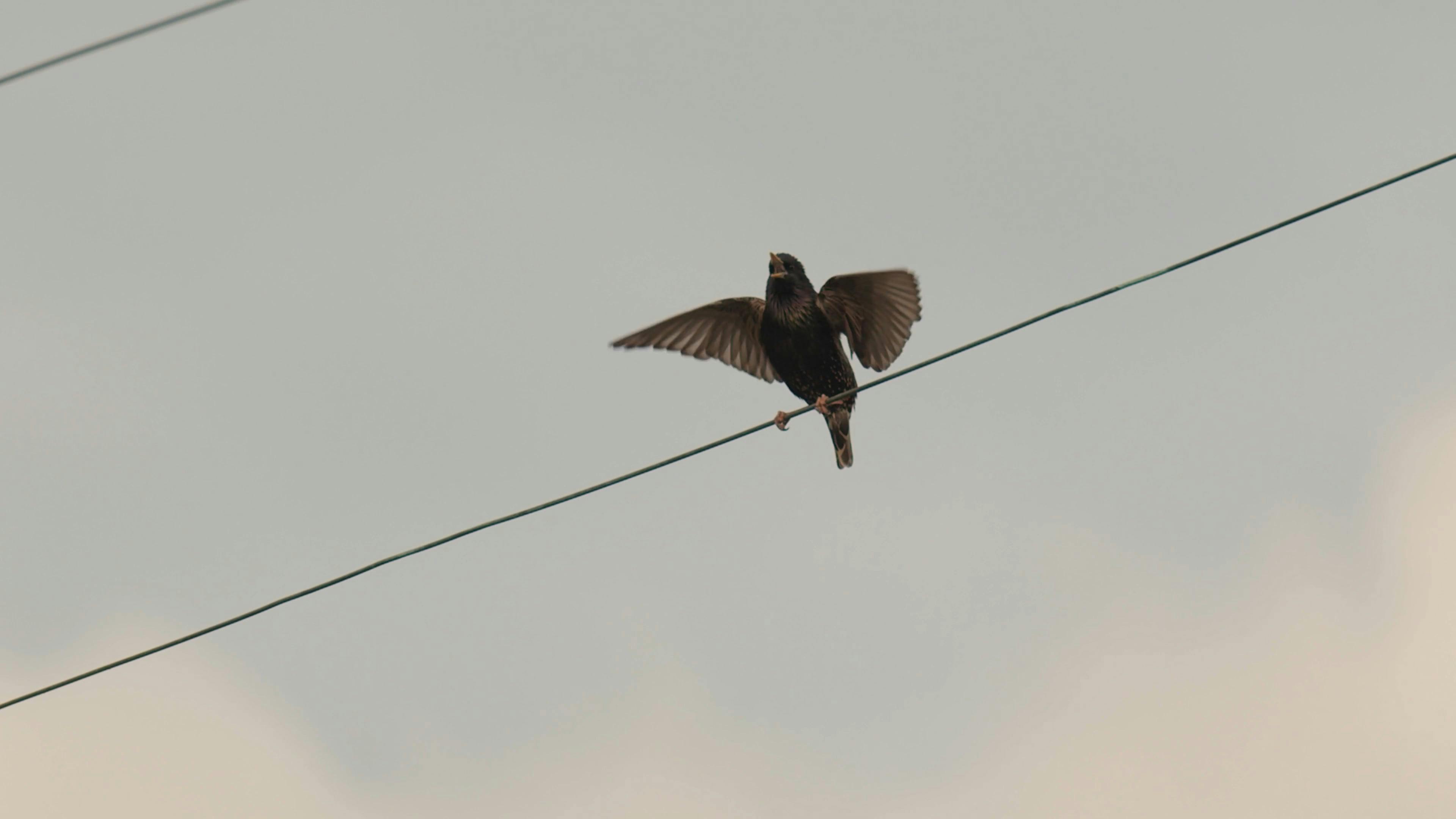 A Bird Perched On An Electric Wire · Free Stock Video