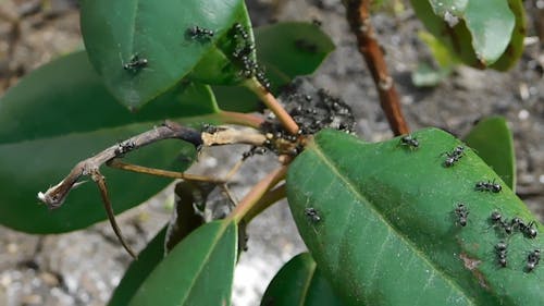 A Swarm of Ants on the Leaves