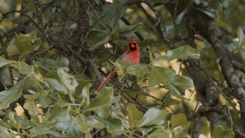 A Close-up Shot of a Bird on a Tree Branch