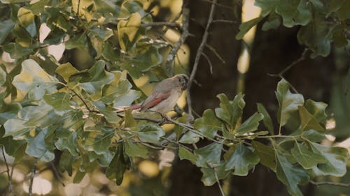 A Bird on a Tree Branch