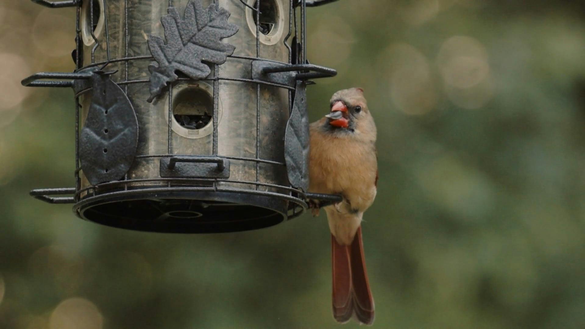 CloseUp Shot of a Bird Eating on a Bird Feeder · Free Stock Video