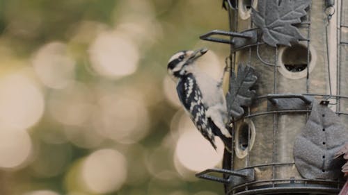 Birds Getting Free Food From A Hanging Birds House