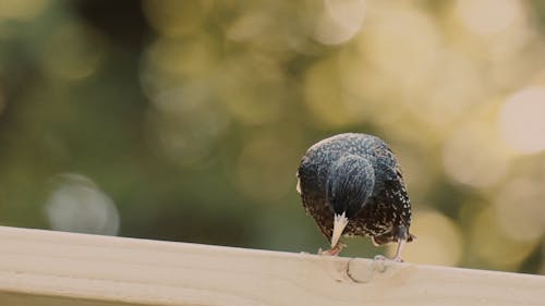 Video Of A Bird Perched On Wood