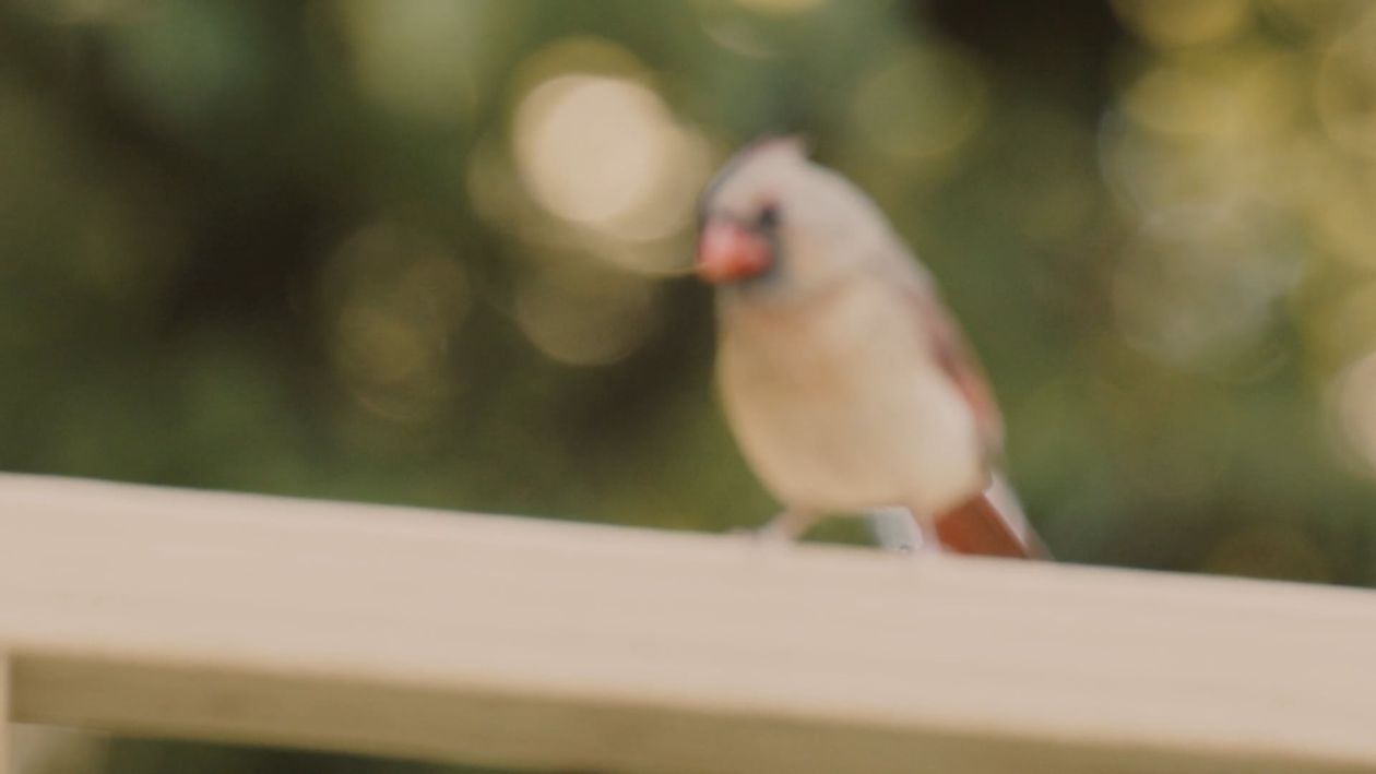 Close-Up Shot of a Bird Free Stock Video Footage, Royalty-Free 4K & HD ...