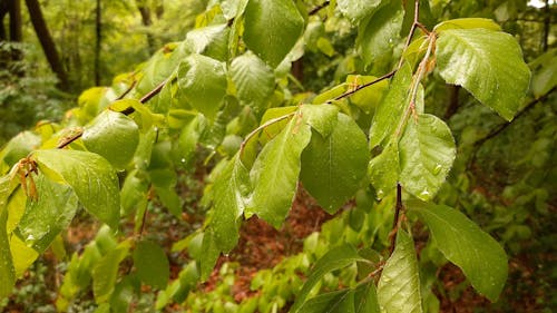 Droplets Of Water On Tree Leaves After The Rain