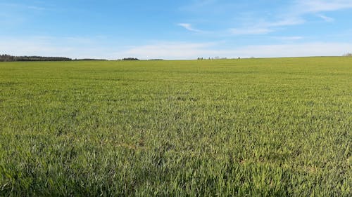 Scenery of a Grass Field Under the Blue Sky