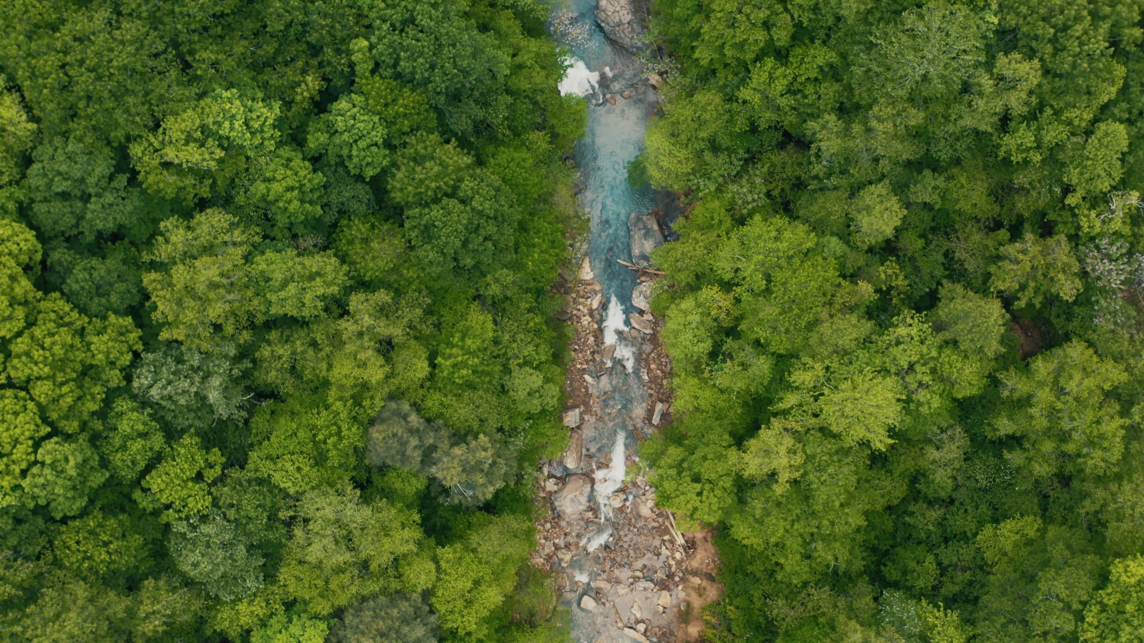 drone shot of a forest 4318714 — free pexels stock footage