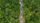 aerial forest