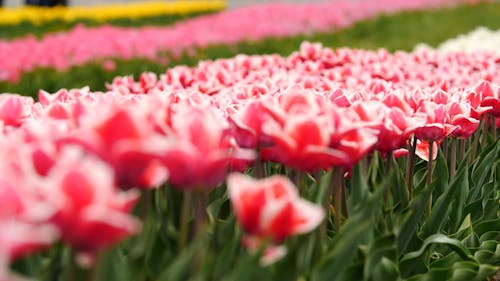 Tulips In Full Bloom In A Garden Park