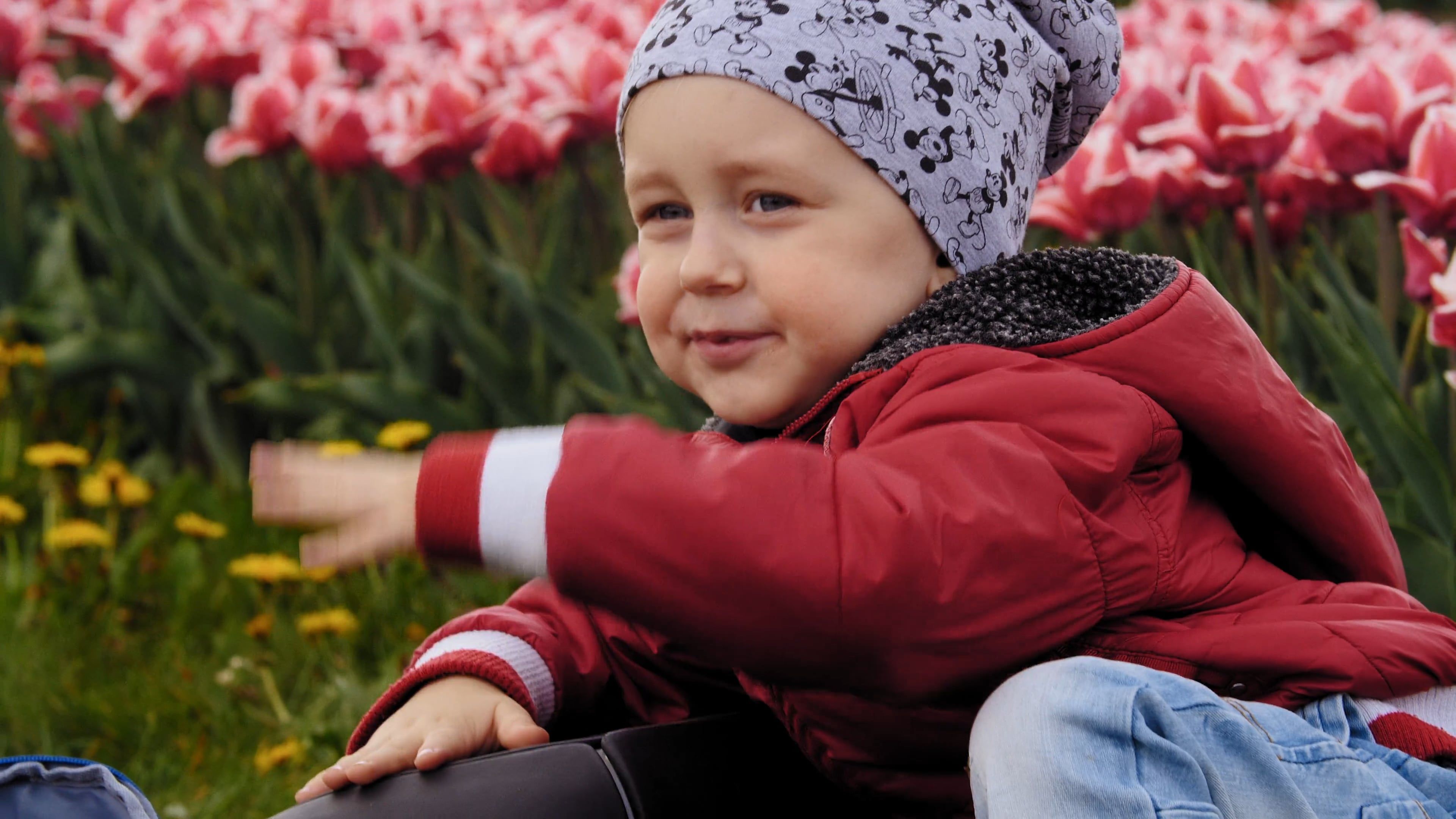 Tulips Background Videos, Download The BEST Free 4k Stock Video Footage ...