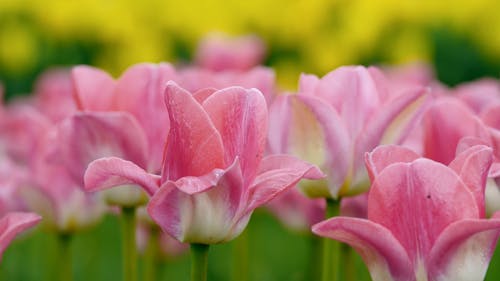 Blossoming Tulips Flower In Season