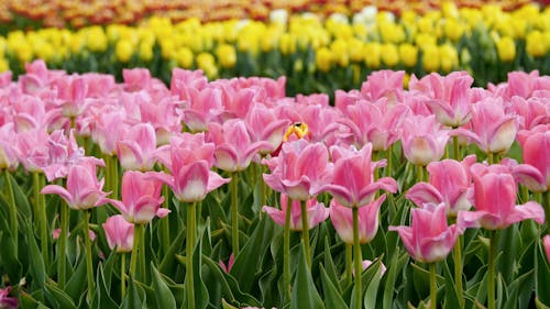 Shallow Focus of Pink Flowers