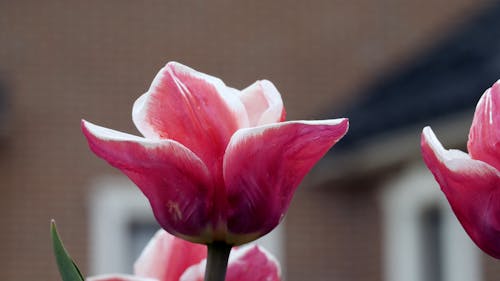 Close-Up View of Pink Petaled Flower