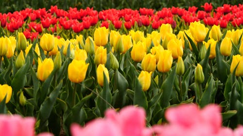 Tulip Flower Field