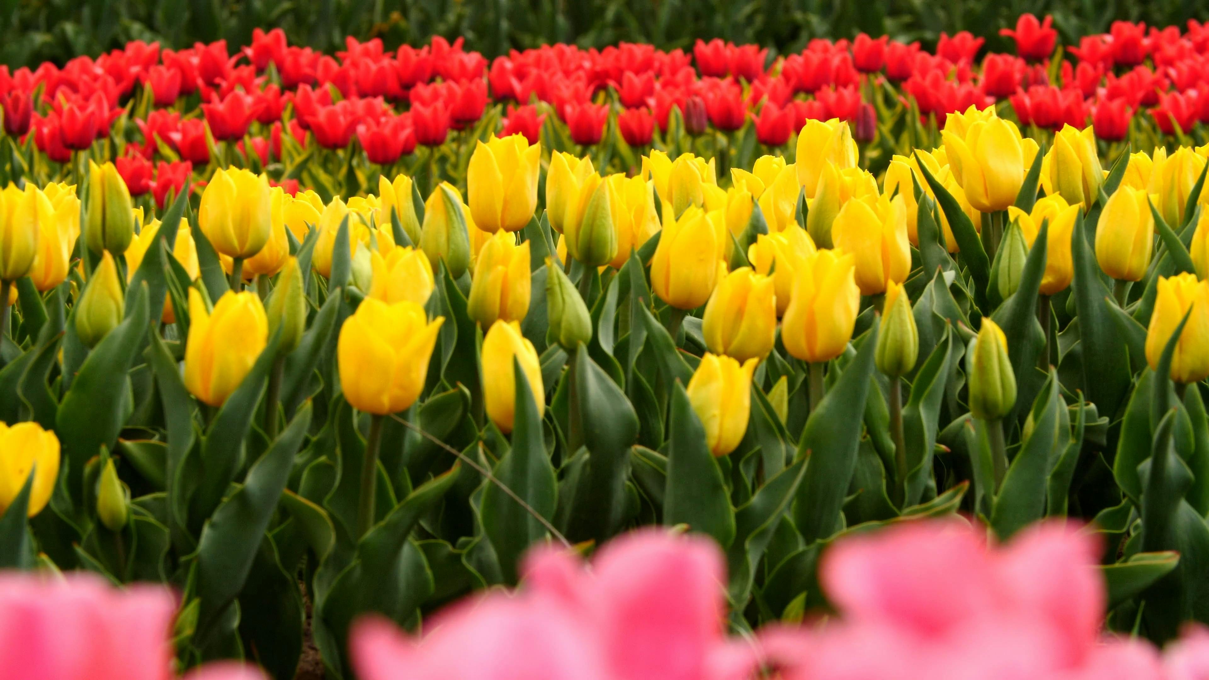 Tulip Flower Field · Free Stock Video