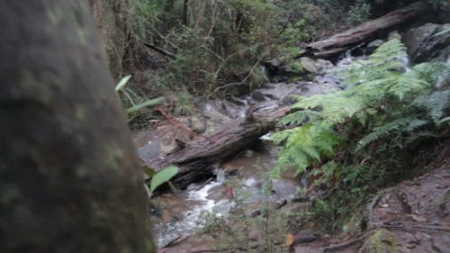 A Rocky Stream With Tree Trunk