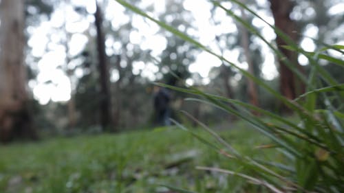 A Person Walking In The Forest