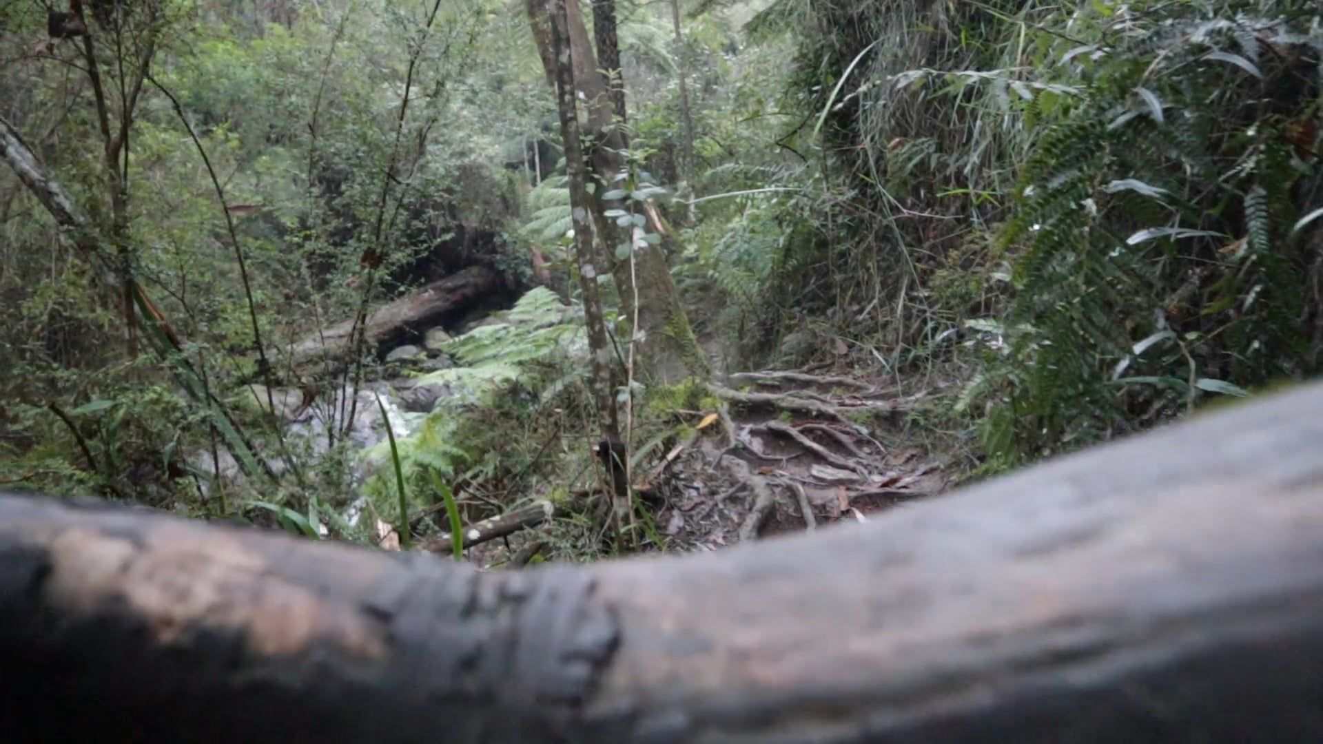 Tree Roots Exposed Over The Ground Of A Forest Trail Free Stock Video ...
