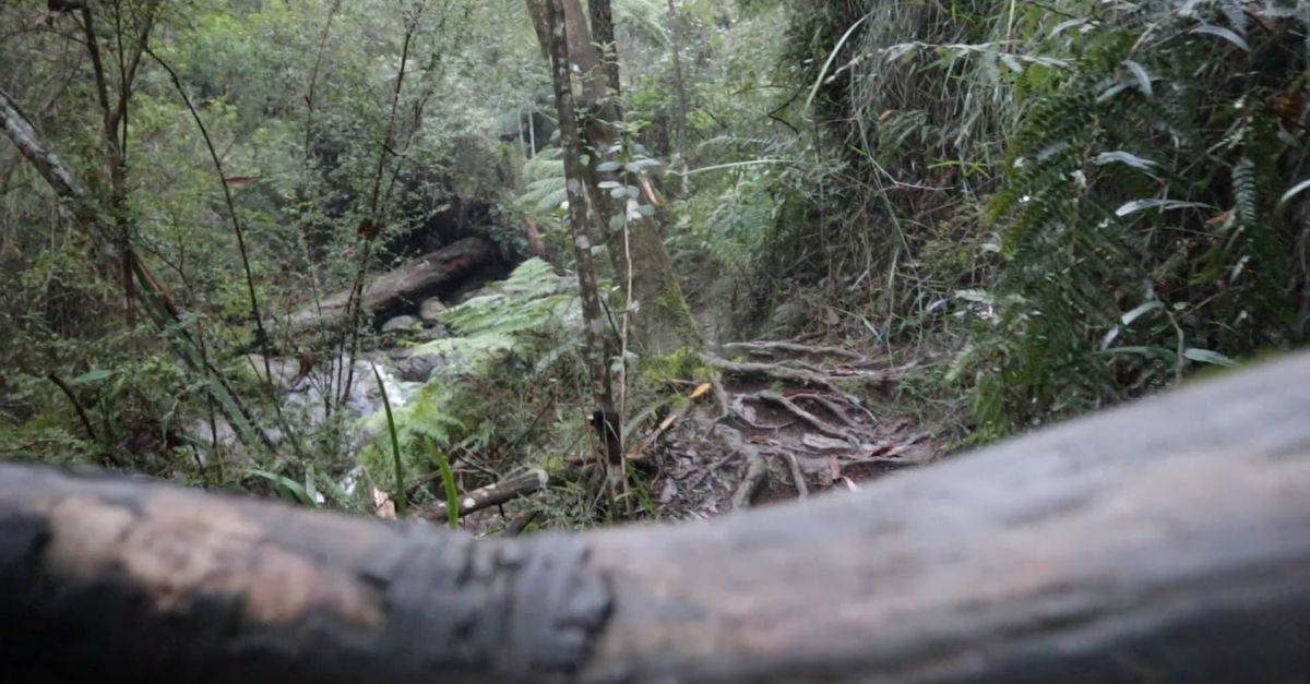 Tree Roots Exposed Over The Ground Of A Forest Trail Free Stock Video ...