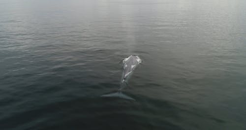 A Drone Video of a Whale in the Open Sea