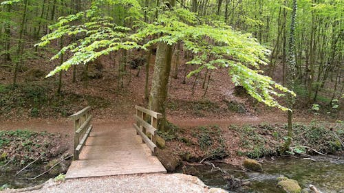 A Wooden Bridge Built Over The River In A Forest Park