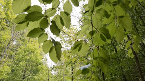 Tall Trees Standing In The Forest