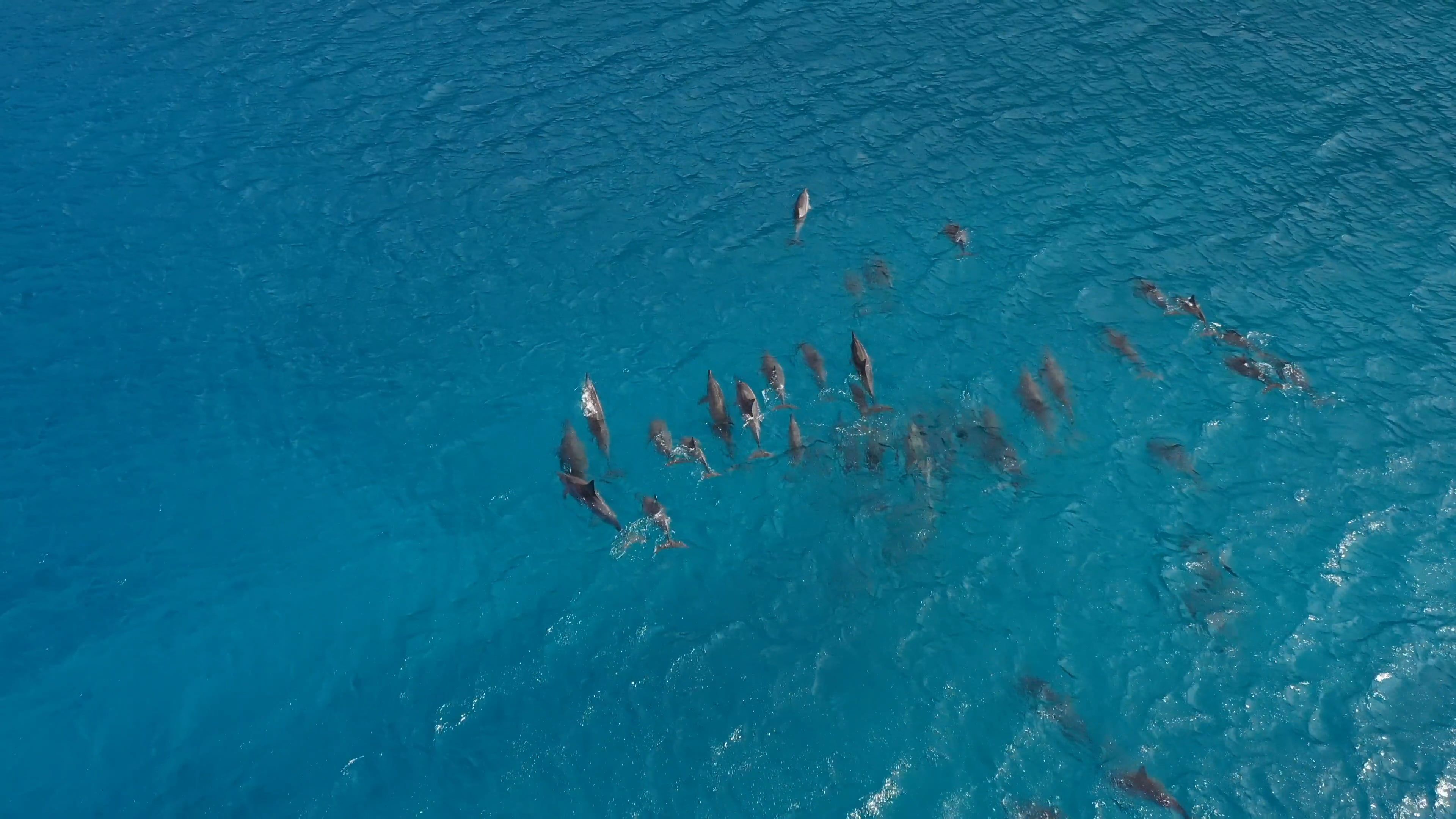 Drone Footage Of A Dolphin Pod On The Sea Surface · Free Stock Video