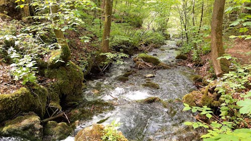 A River Flowing Inside A Forest