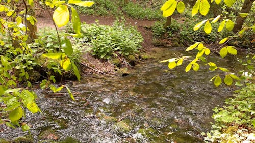 A River Stream Inside The orest