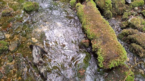 A Stream Water Flowing Through Mossy Rocks