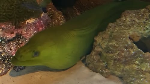 Close-up Footage Of A Green Moray Eel Underwater