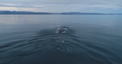 Footage Of A Whale Swimming In The Ocean