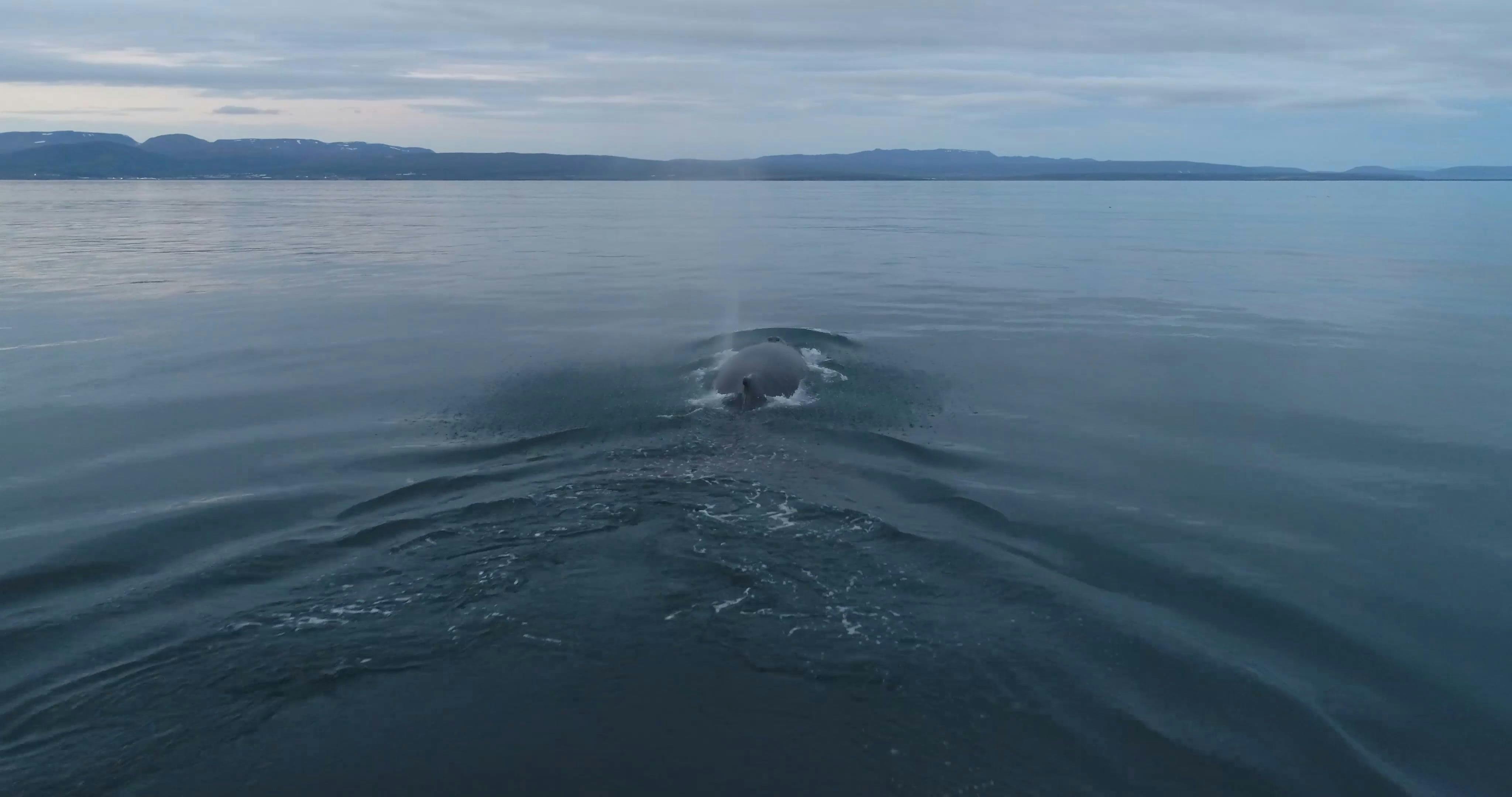 Footage Of A Whale Swimming In The Ocean · Free Stock Video