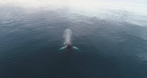 A Whale Swimming In The Ocean · Free Stock Video