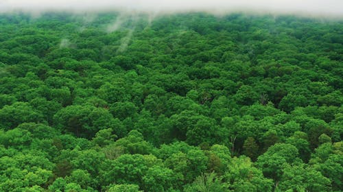 Drone Shot of a Forest Field