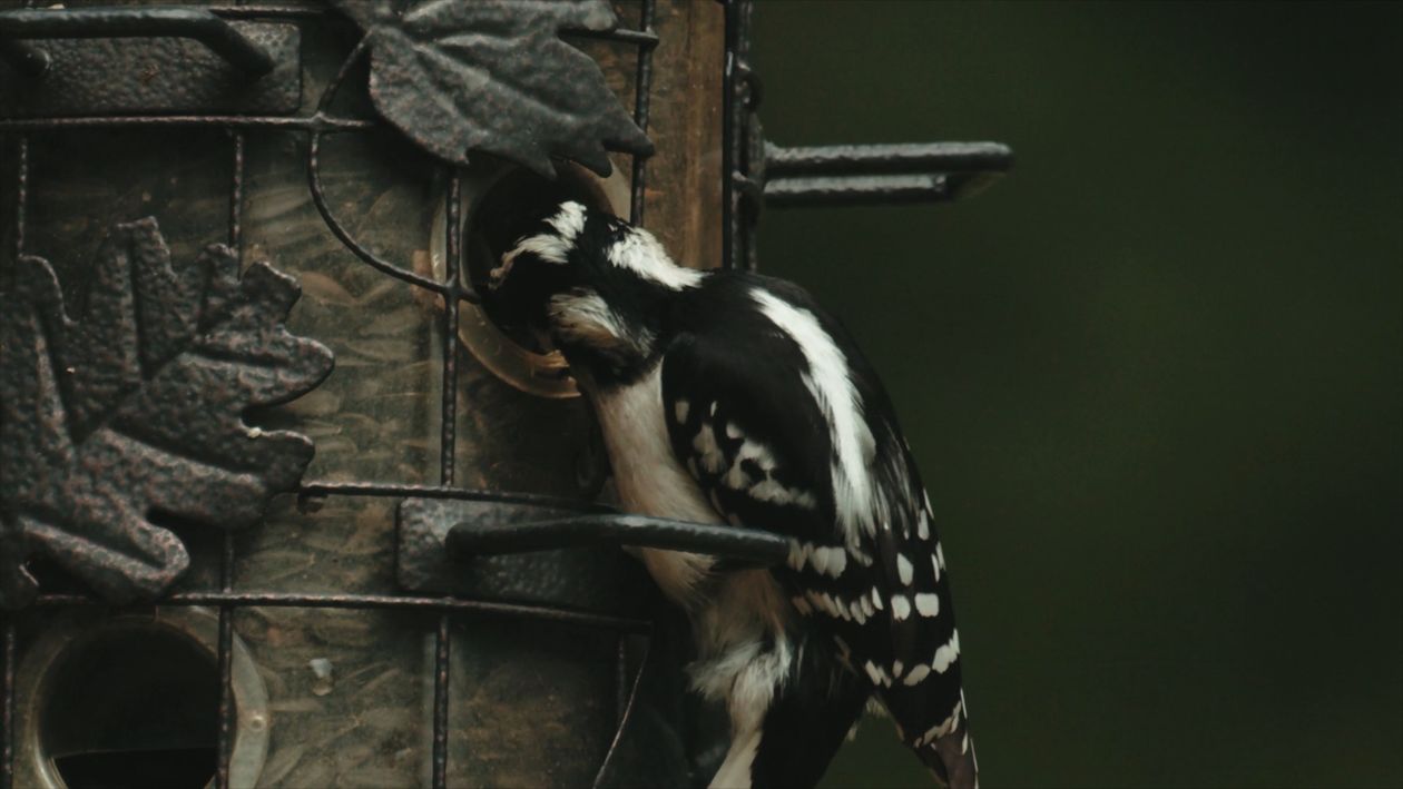 A Close Up Shot of Bird Free Stock Video Footage, Royalty-Free 4K & HD ...