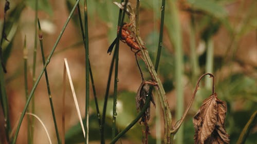 Close-Up Shot of Insect Crawling in the Plant