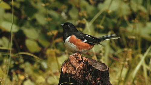 A Bird on a Log