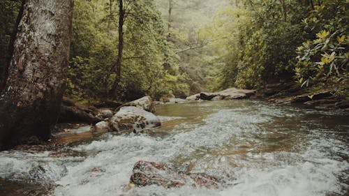 A Flowing River in the Forest