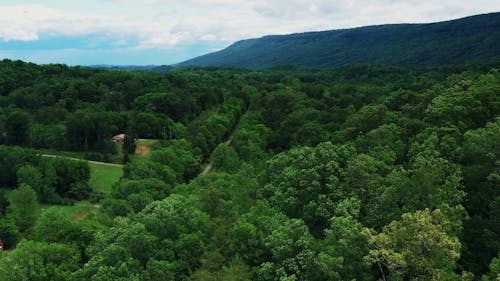 Drone Shot of the the Forest