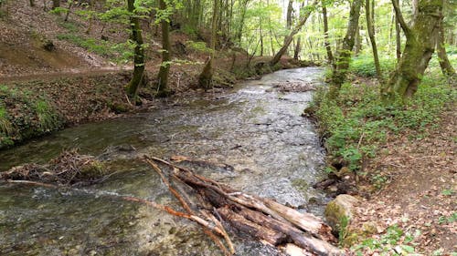 A Flowing River in the Forest