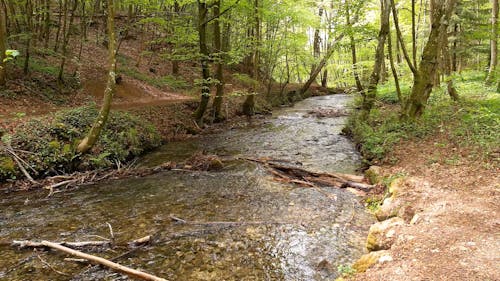 A Flowing River in the Forest